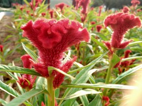 中秋的早晨,公园,手机拍的不知名字的花