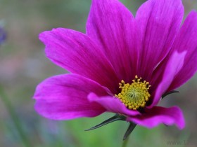 正月初一公园摄影花卉图片欣赏