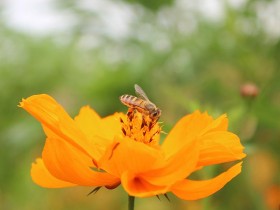 秋季的公园花间忙碌的小蜜蜂摄影作品