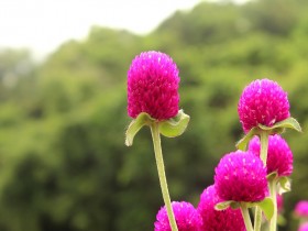 百花争妍 —花卉摄影欣赏