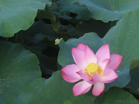 六一儿童节清晨公园拍摄的荷花