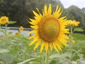 向日葵摄影作品