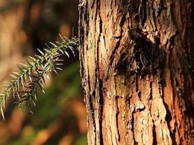 杉木家具的优缺点